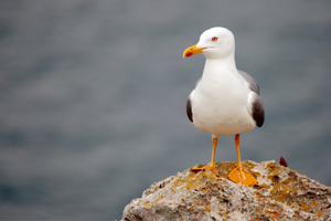 Gull on rock Hawking initiative to manage problem gulls in Ilfracombe