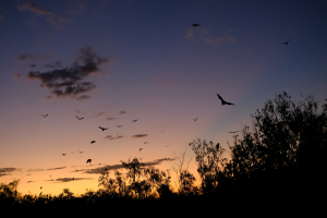 bats cropped.png Council invite residents to bat event at Bicclescombe Park