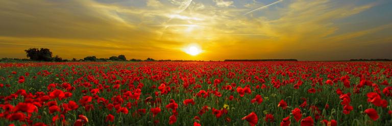 Field of poppies